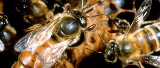 Разлики между оси и пчели