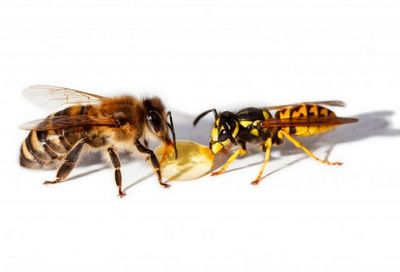 Diferențe de viespe și albine
