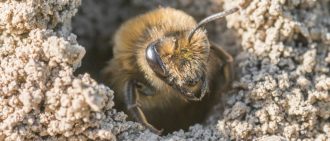 Diferențe de viespe și albine