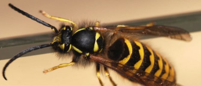 Mga pagkakaiba sa wasp at bee