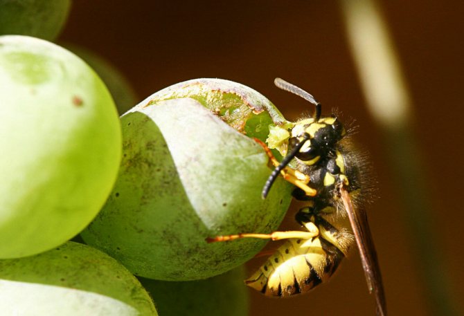 Wasp on grapes