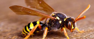specii_de viespe
