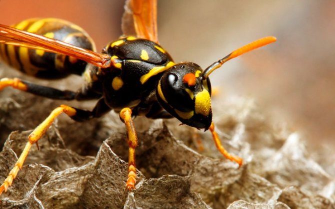 wasp_species1