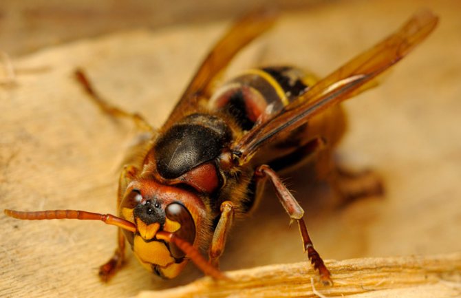 wasp_species_hornet