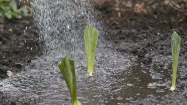 Irigarea toamnei cu încărcare de apă a culturilor înflorite
