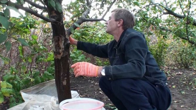 Autumn processing of fruit trees and shrubs in the fall