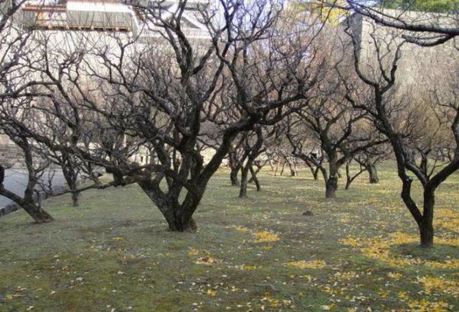 Höstbearbetning av fruktträd och buskar på hösten