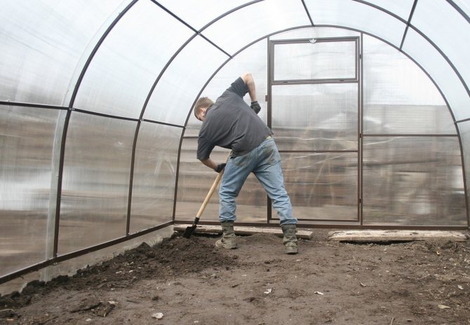 Pagproseso ng taglagas ng mga kama sa greenhouse
