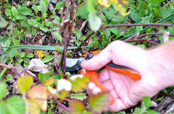 Autumn Blackberry Pruning