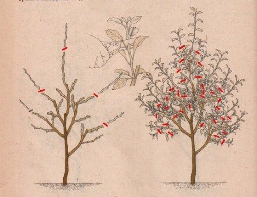Есенна резитба на джудже ябълково дърво през третата година от живота