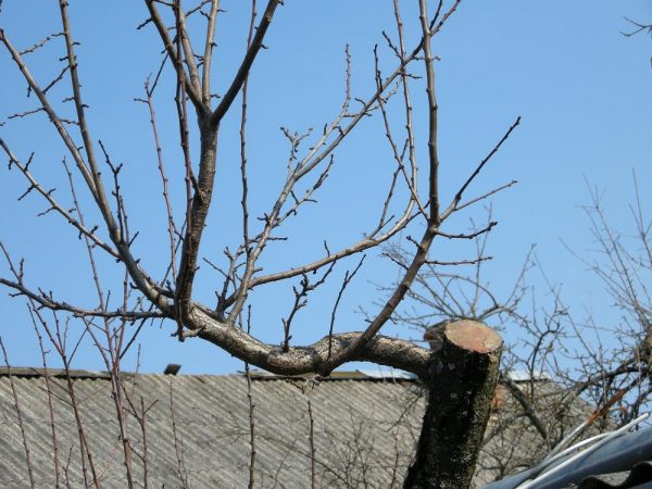 Autumn pruning is carried out only at a consistently high temperature that does not fall below zero