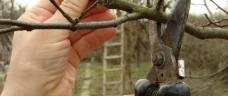 Autumn pruning of apple trees - when is it better to carry out procedures, especially pruning trees of different ages