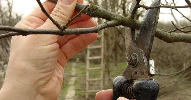 Autumn pruning of apple trees - when is the best time to carry out the procedures, especially pruning trees of different ages