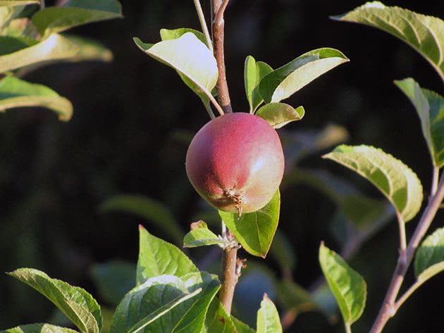 Есенна резитба на ябълкови дървета