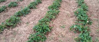 Autumn feeding of strawberries - rules, timing and dosage