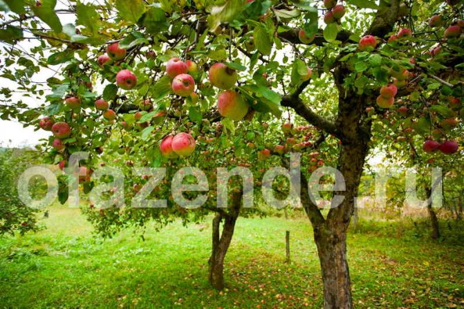 تغذية الخريف من التفاح والكمثرى لفصل الشتاء والحصاد