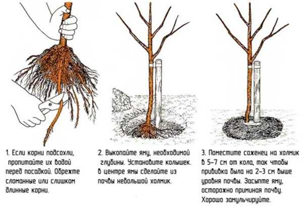Autumn planting of apricot