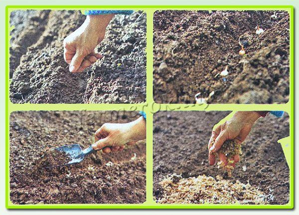 Planting onion sets in autumn has many positive aspects.