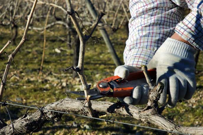 Autumn pruning of grapes in Siberia is carried out in two stages