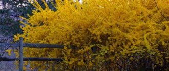 Autumn time: how to properly prepare forsythia for winter