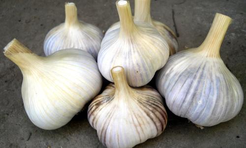 Winter garlic has sprung up in the fall. What to do?