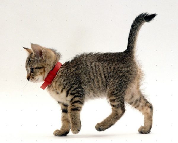 Collar for a cat