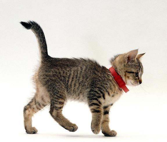 collar for kittens from fleas