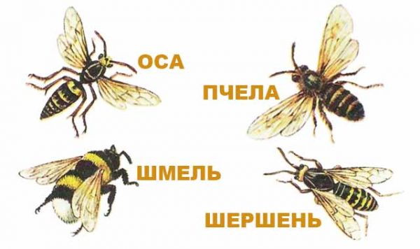 Wasp's nest: instruktioner för att bli av