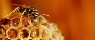 Wasp honey
