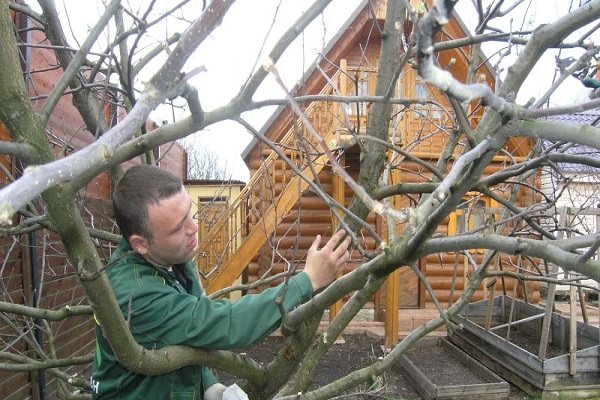 inspection des arbres