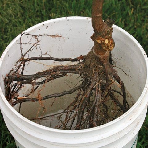 Inspection of the root system of an apple tree seedling before planting