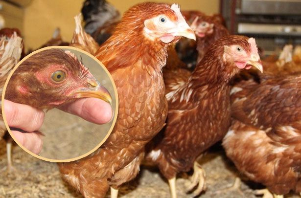 Pag-iinspeksyon ng mga hen