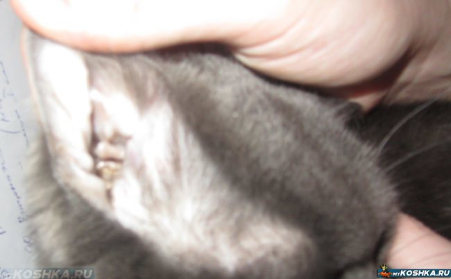 Undersökning av öronen på en katt för demadekos