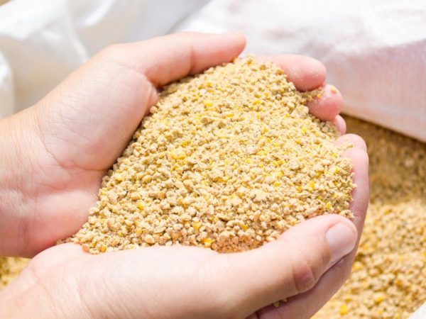 Ang batayan ng nutrisyon para sa mga manok sa 3 buwan ay compound feed
