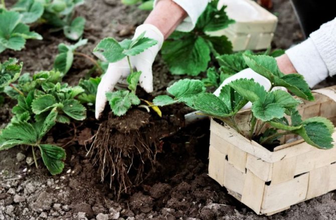 The main advice for transplanting is the careful handling of plant roots.