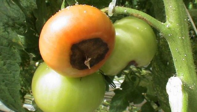 Основните болести и вредители по доматите на открито: описание и лечение