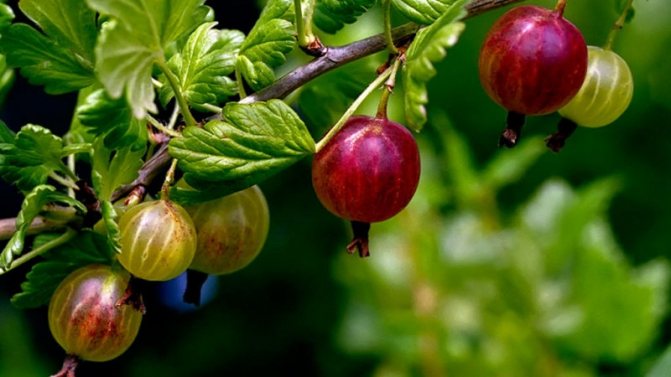 Langkah utama merawat buah gooseberry pada musim bunga selepas musim sejuk untuk menuai yang baik