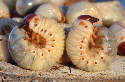 Hlavní rozdíly mezi larvami májového brouka a medvědem. Kontrola hmyzu, fotografie