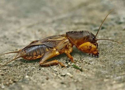 Основните разлики между ларвите на майския бръмбар и мечката. Борба с насекоми, снимка