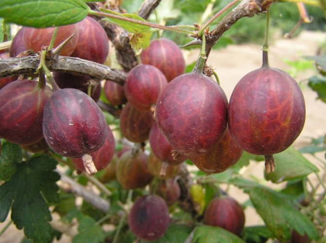 Grundläggande regler och rekommendationer för odling av krusbär