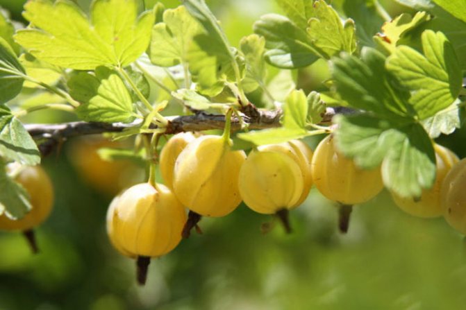 Peraturan dan cadangan asas untuk menanam gooseberry