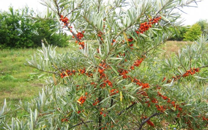 Basic rules for caring for sea buckthorn