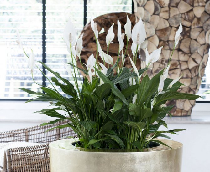 Basic rules for caring for spathiphyllum