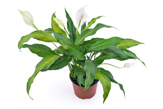 The main reasons why spathiphyllum does not bloom and what to do in this case?