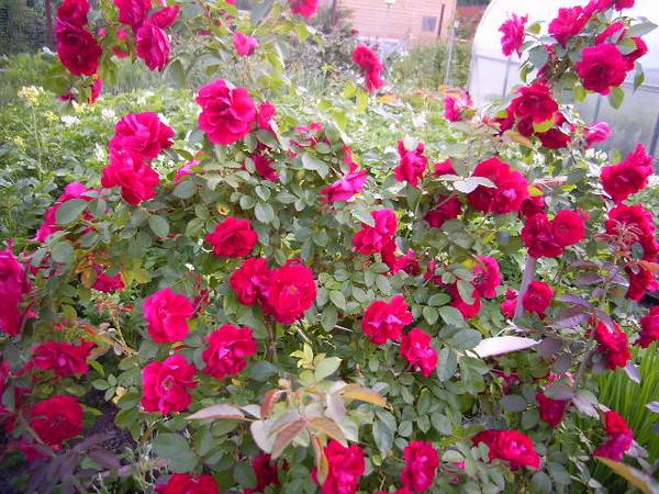 أساس تربية أنواع الورود المقاومة للصقيع في سيبيريا هو كندي وبعض الأصناف الهجينة.