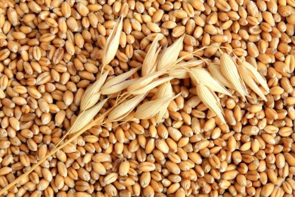 Основата на диетата са зърнените култури