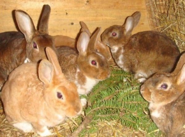 Die Grundlage der Winterdiät von Kaninchen ist Raufutter und Kraftfutter.