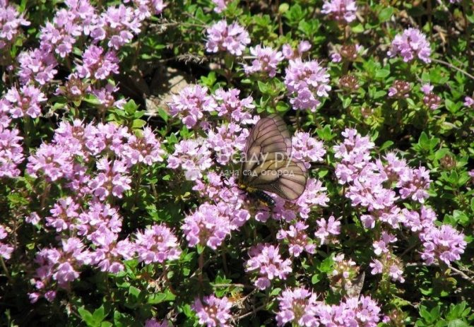 Features of thyme as a plant