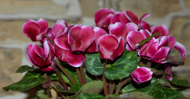 Features of flowering cyclamen