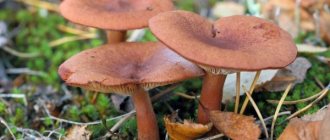 Vlastnosti hořké houby